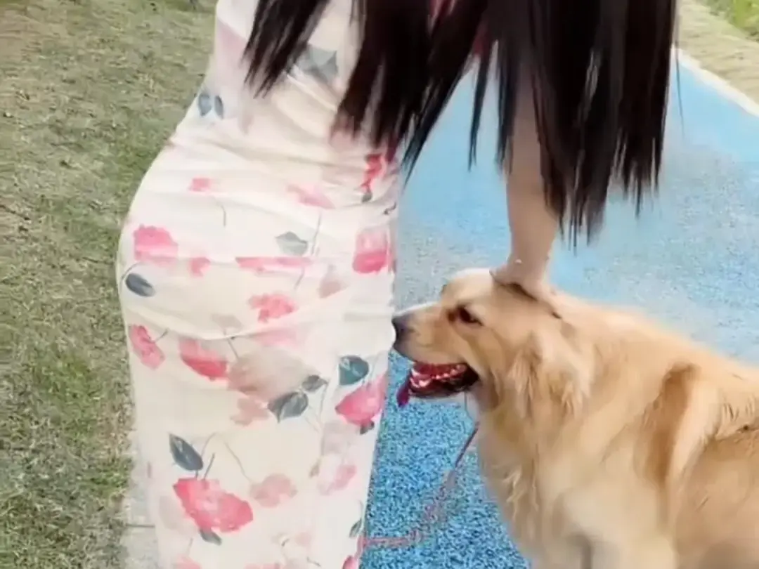 《抖音香香公主与爱犬金毛》完整版在线免费观看-科普视频网盘资源免费领取-抖音香香公主与爱犬金毛直播回放